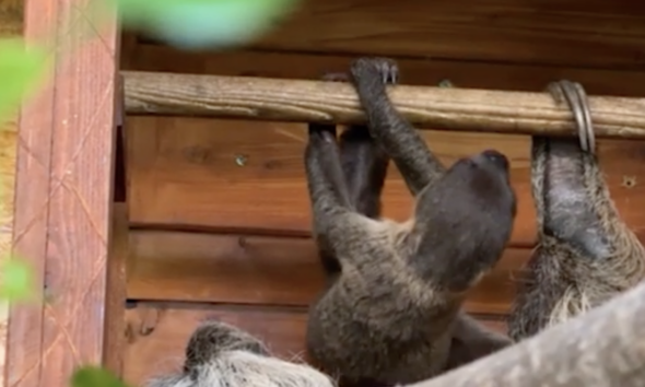 https://www.quotidianopiemontese.it/wp-content/uploads/2026/06/bioparco-zoom-torino-bradipo-590x354.png