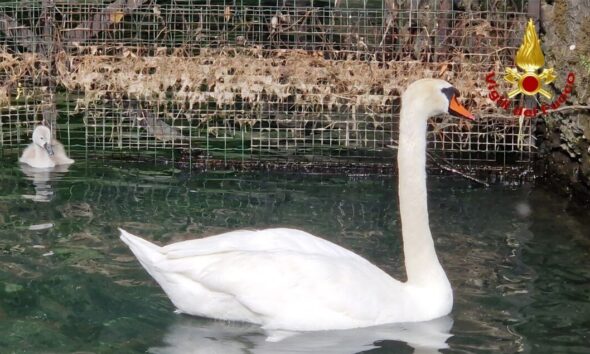 https://www.quotidianopiemontese.it/wp-content/uploads/2026/06/cigno-salvato-590x354.jpg