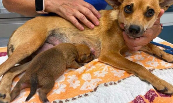 https://www.quotidianopiemontese.it/wp-content/uploads/2026/06/cucciolo-cane-salvato-torino-590x354.jpg