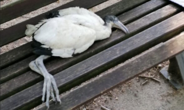 https://www.quotidianopiemontese.it/wp-content/uploads/2026/06/ibis-sacro-morto-novara-590x354.jpg