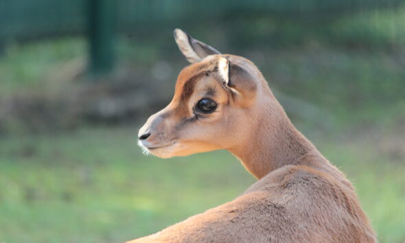https://www.quotidianopiemontese.it/wp-content/uploads/2026/07/Baby-gazzella-di-Mohrr-nella-savana-del-bioparco-Zoom-Torino-1-590x354.jpg