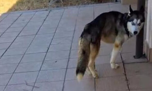 https://www.quotidianopiemontese.it/wp-content/uploads/2026/07/Husky-denutrito-casale-590x354.jpg