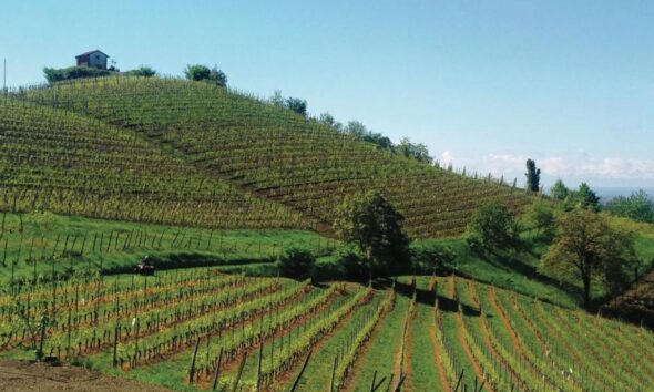 https://www.quotidianopiemontese.it/wp-content/uploads/2026/07/News_10_vitivinicolo-590x354.jpeg