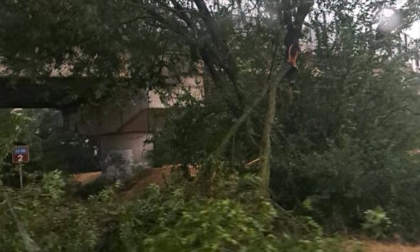 https://www.quotidianopiemontese.it/wp-content/uploads/2026/07/alberi-590x354.jpeg