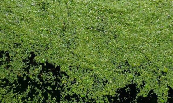 https://www.quotidianopiemontese.it/wp-content/uploads/2026/07/alghe-verde-po-590x354.jpeg