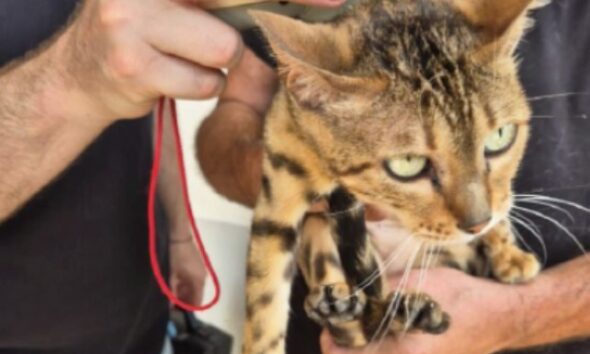 https://www.quotidianopiemontese.it/wp-content/uploads/2026/07/gatto_bengala_sequestro_cuneo-590x354.jpg