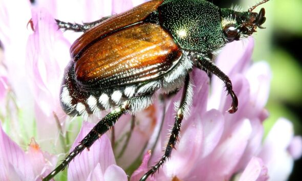https://www.quotidianopiemontese.it/wp-content/uploads/2026/07/popillia-japonica-590x354.jpg