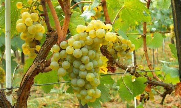 https://www.quotidianopiemontese.it/wp-content/uploads/2026/07/uva-moscato-590x354.jpg