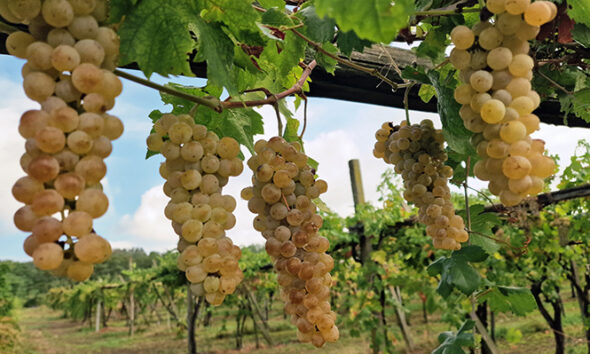 https://www.quotidianopiemontese.it/wp-content/uploads/2026/08/Erbaluce-uva-vitigno-vendemmia-590x354.jpg