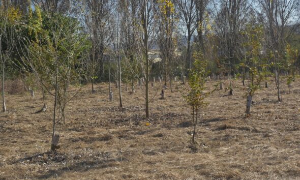 https://www.quotidianopiemontese.it/wp-content/uploads/2026/08/alberi-siccita-590x354.jpg