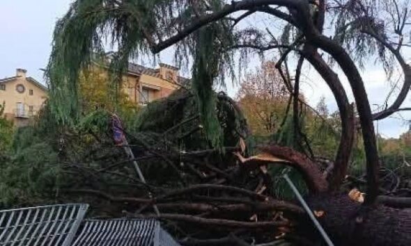 https://www.quotidianopiemontese.it/wp-content/uploads/2026/08/albero-chivasso-cmp-590x354.jpg