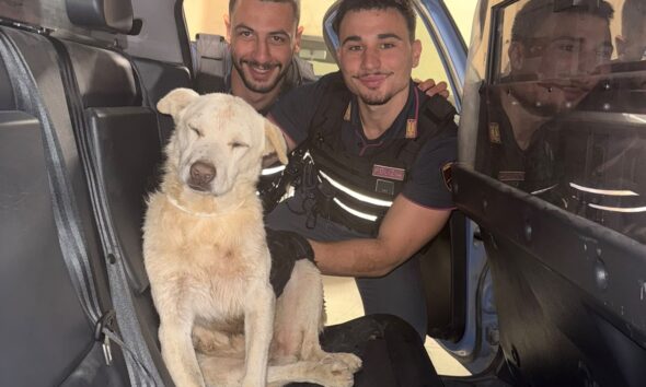 https://www.quotidianopiemontese.it/wp-content/uploads/2026/08/cane-salvato-bardonecchia-e1785869411788-590x354.jpg
