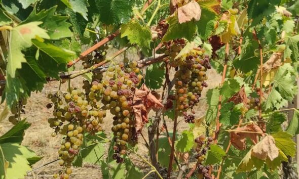 https://www.quotidianopiemontese.it/wp-content/uploads/2026/08/foto-grappolo-moscato-siccita-26-1-590x354.jpg