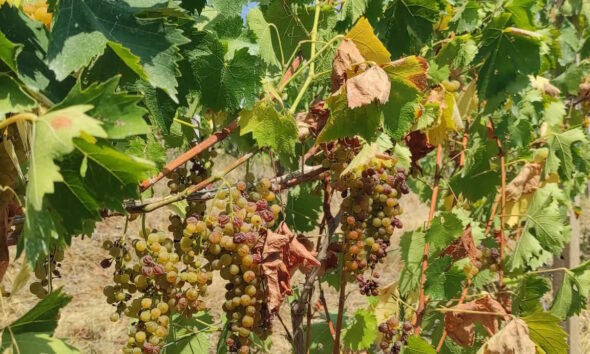 https://www.quotidianopiemontese.it/wp-content/uploads/2026/08/moscato-590x354.jpg
