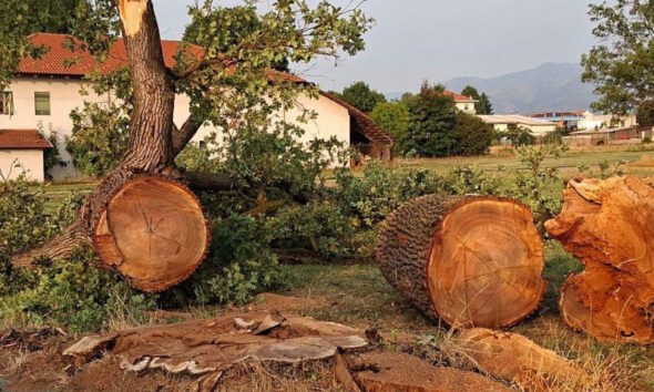 https://www.quotidianopiemontese.it/wp-content/uploads/2026/08/quercia-abbattua-san-maurizio-canavese-590x354.jpg