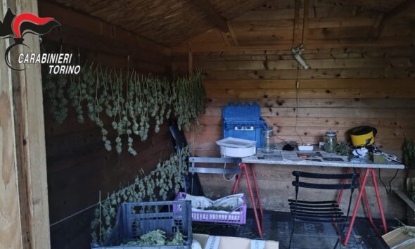 https://www.quotidianopiemontese.it/wp-content/uploads/2026/08/sequstro-marjuana-cumiana-590x354.jpeg
