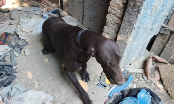 https://www.quotidianopiemontese.it/wp-content/uploads/2026/09/cane-in-stato-di-abbandono-ispezione-guardie-zoofile-590x354.jpg