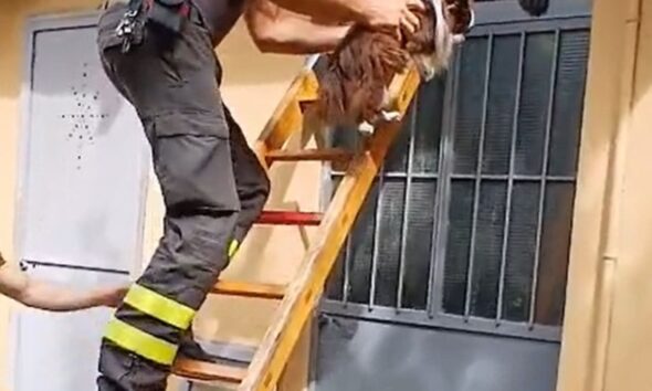 https://www.quotidianopiemontese.it/wp-content/uploads/2026/10/Cicci-salvato-590x354.jpg