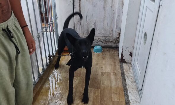 https://www.quotidianopiemontese.it/wp-content/uploads/2026/10/cane-legato-balcone-stop-animal-crimes-590x354.jpg