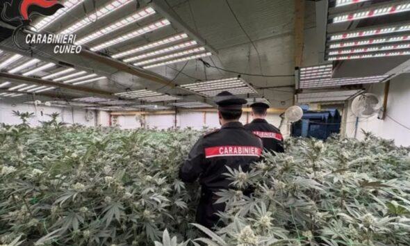 https://www.quotidianopiemontese.it/wp-content/uploads/2026/10/cannibis-cuneo-dimensioni-grandi-590x354.jpeg
