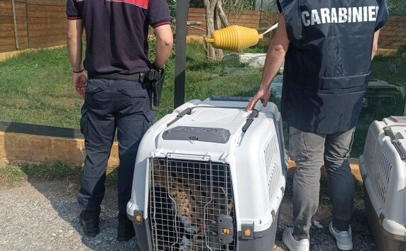 https://www.quotidianopiemontese.it/wp-content/uploads/2026/10/serval-confiscati-adro-brescia-572x354.jpeg